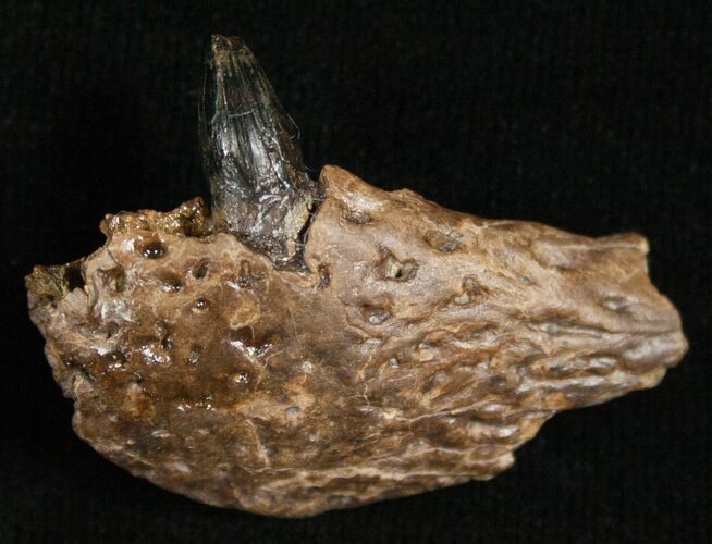 Leidyosuchus Jaw Section With Tooth - Hell Creek #5723